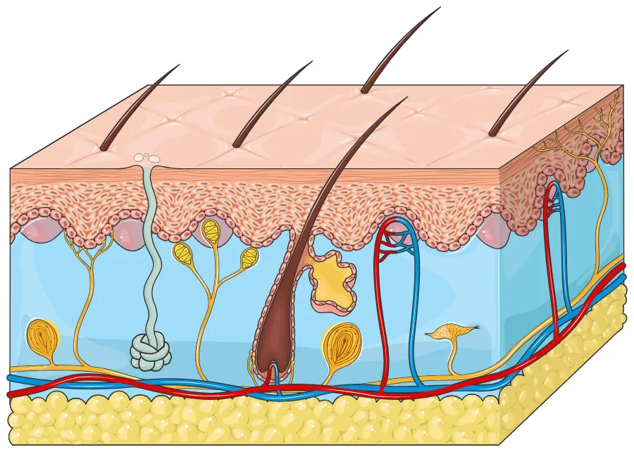 Hautblock im Querschnitt: oben die Oberhaut (Epidermis) mit Haaren, darunter die Lederhaut (Dermis) mit Drüsen und Gefäßen, die bis an die Grenze zur Oberhaut reichen, unten die Unterhaut (Subkutis) mit Fettgewebe. Nummerierte Punkte, die Bezeichnungen stehen als Legende darunter.